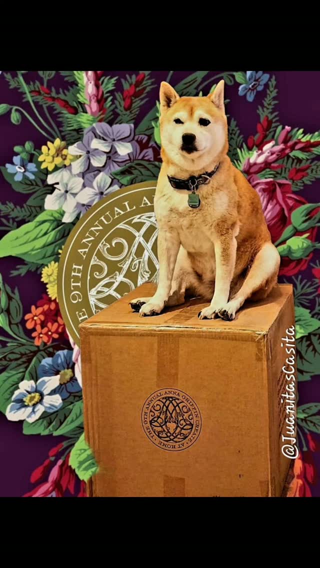 With a big a** broken heart I tell you that my Shiba Inu  Delilah has passed away at the age of 15 yrs & 6 months - last week Tuesday and all of last week was HARD, still difficult. She was my Mummy, my Littles, my Little Squirrel, my Delilah DooLittle when she was naughty. I love my furhija my fur daughter, my "hija cabrona" my "Rhoda what did you do??!!". Love you forever Delilah. You'll be crafting in heaven now. 

@annagriffininc 
#juanitascasita #shiba #shibainu #furmom #fyp